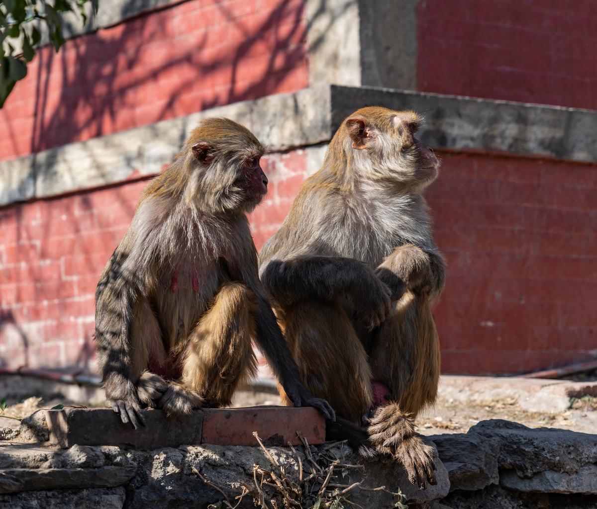 Image result for bermain dengan monyet di swayambhunath