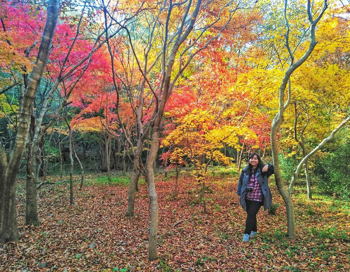 Naejangsan National Park Autumn Day Tour Klook