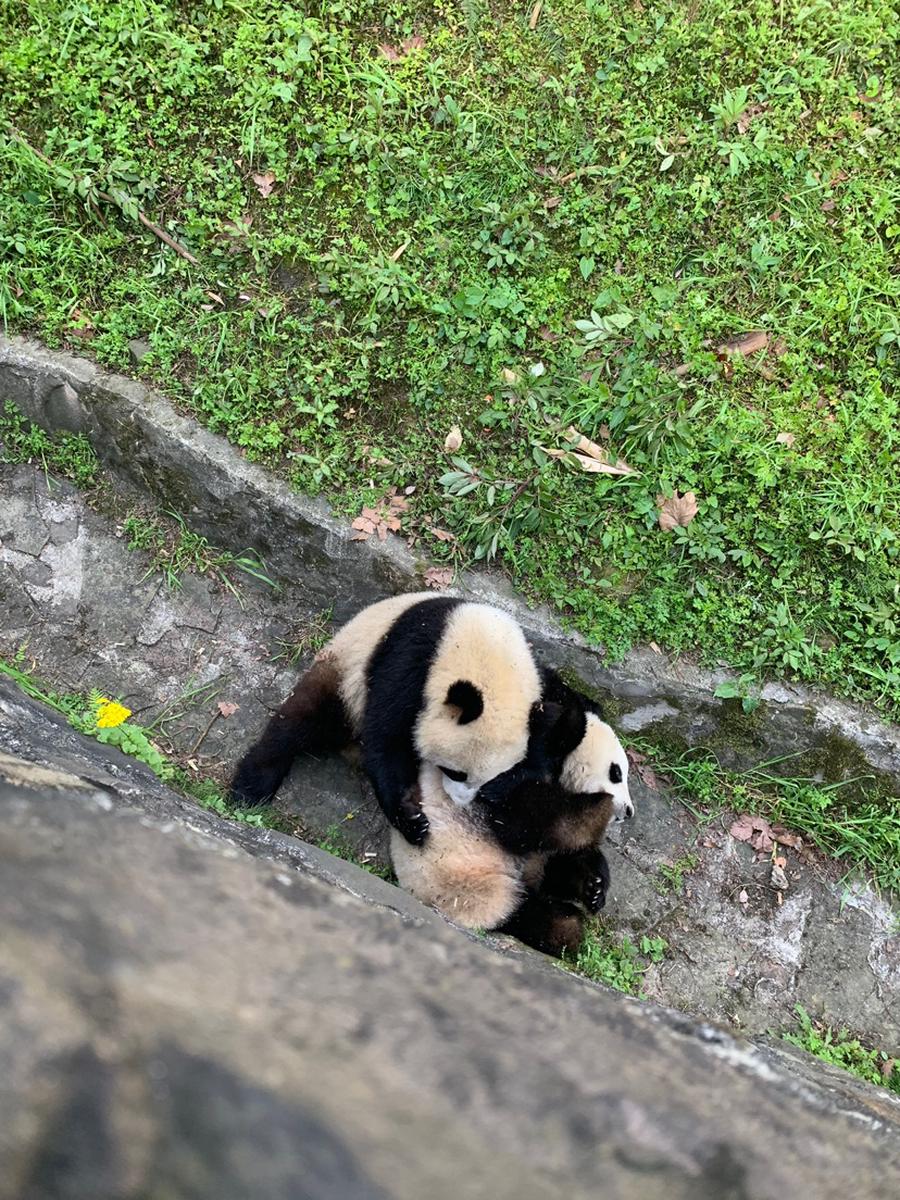 Pengalaman Dujiangyan Panda Keeper Dari Chengdu Cina Klook