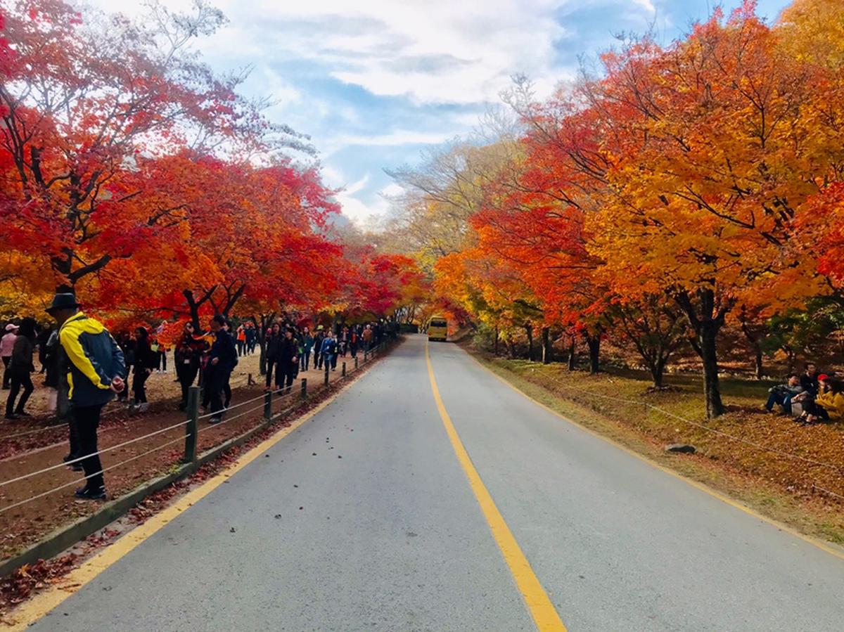 Naejangsan National Park Autumn Day Tour Klook