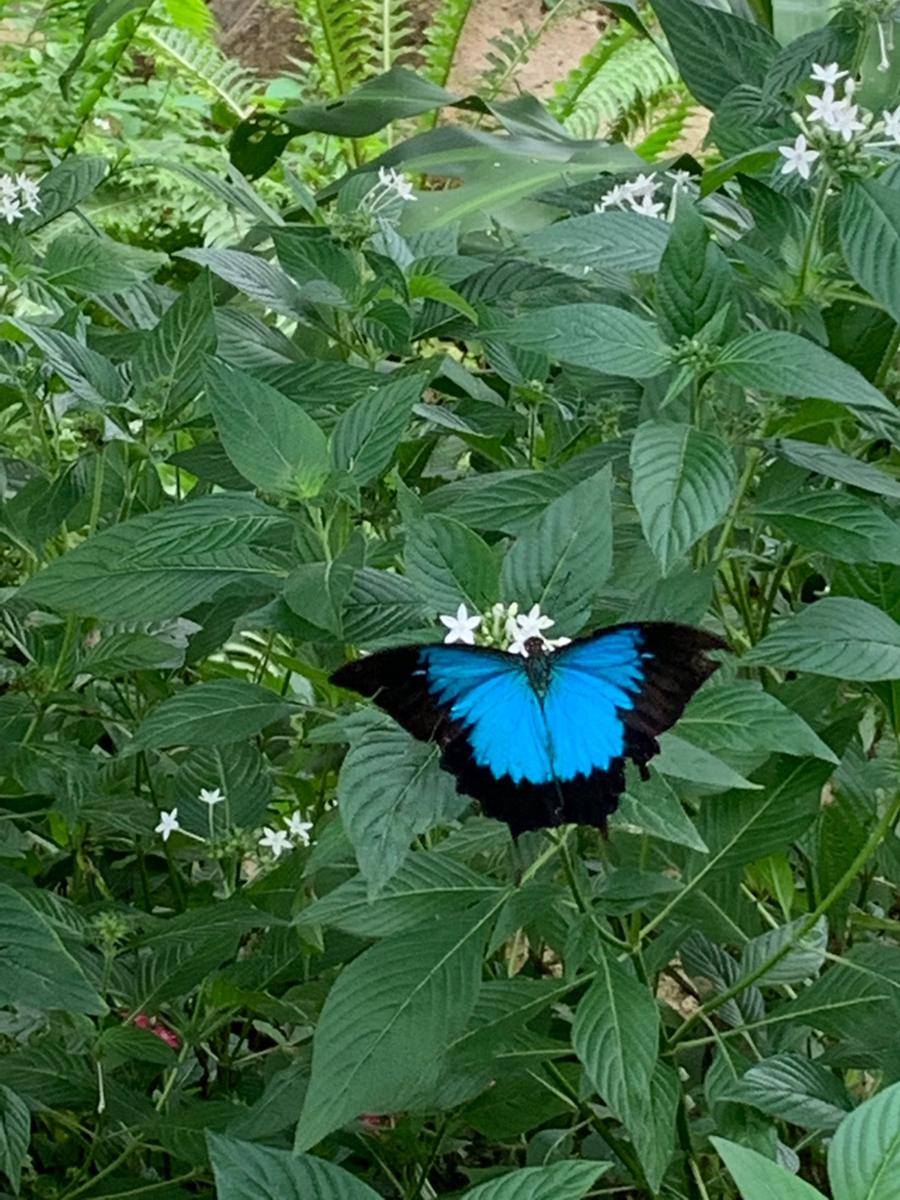 オーストラリア ケアンズ バタフライ サンクチュアリ　ユリシス