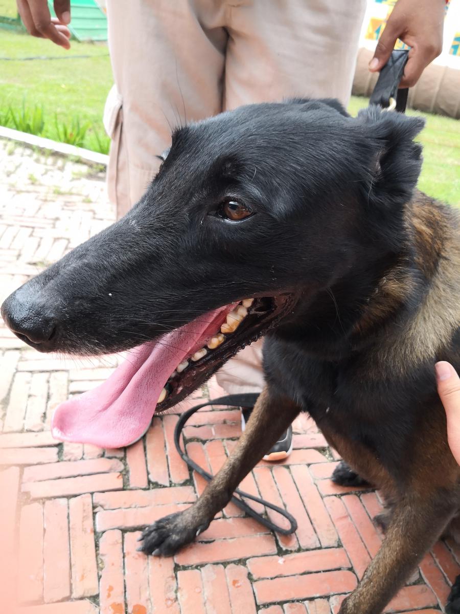 Resultado de imagen para 犬 malinois 遊び心のある