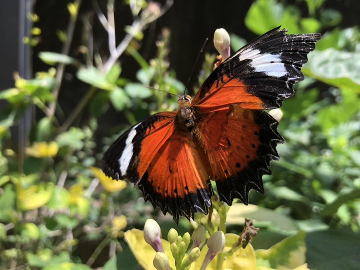 Kemenuh Butterfly Park In Bali Klook