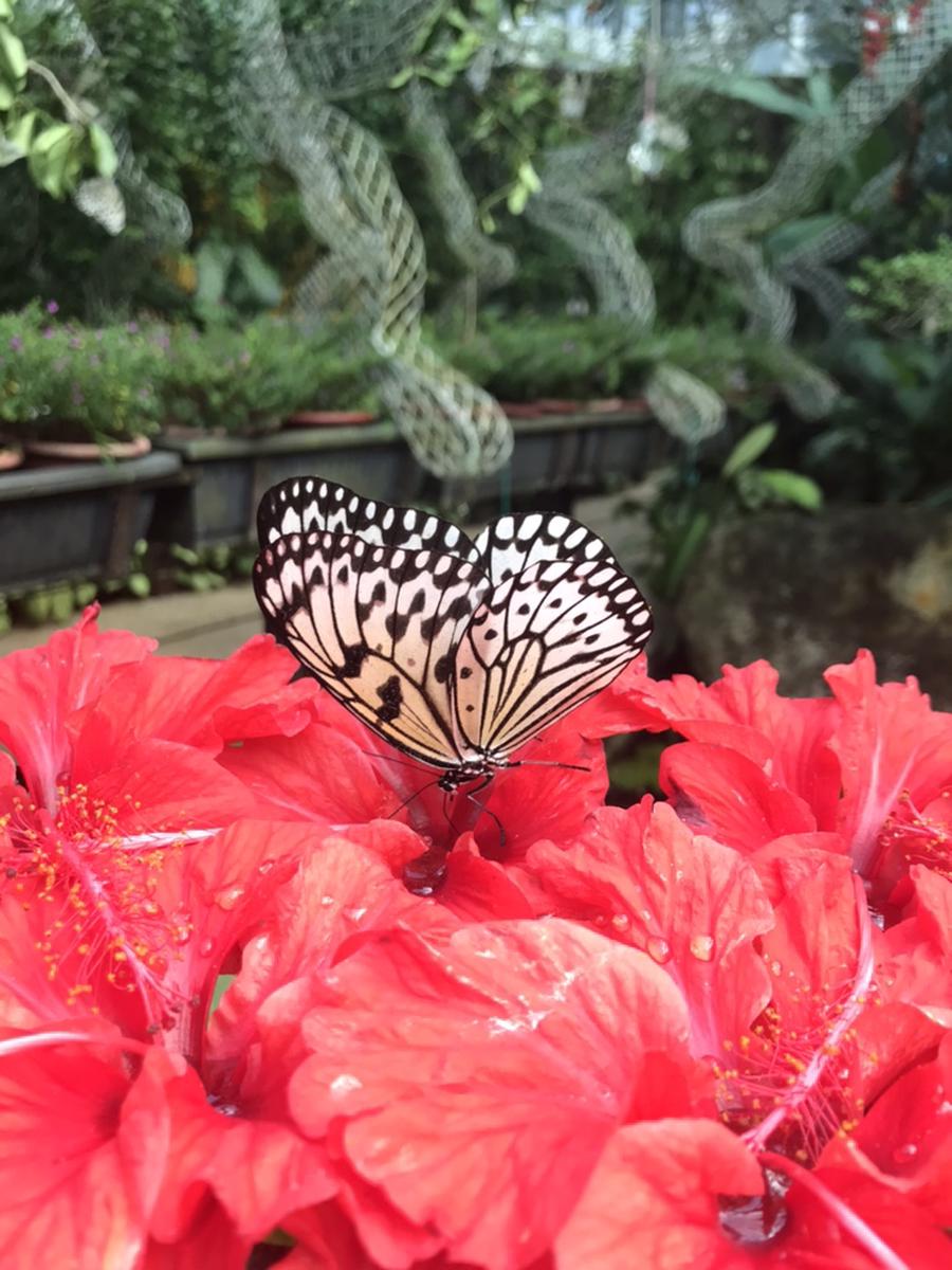 Entopia Butterfly Park Discount Tickets In Penang Malaysia