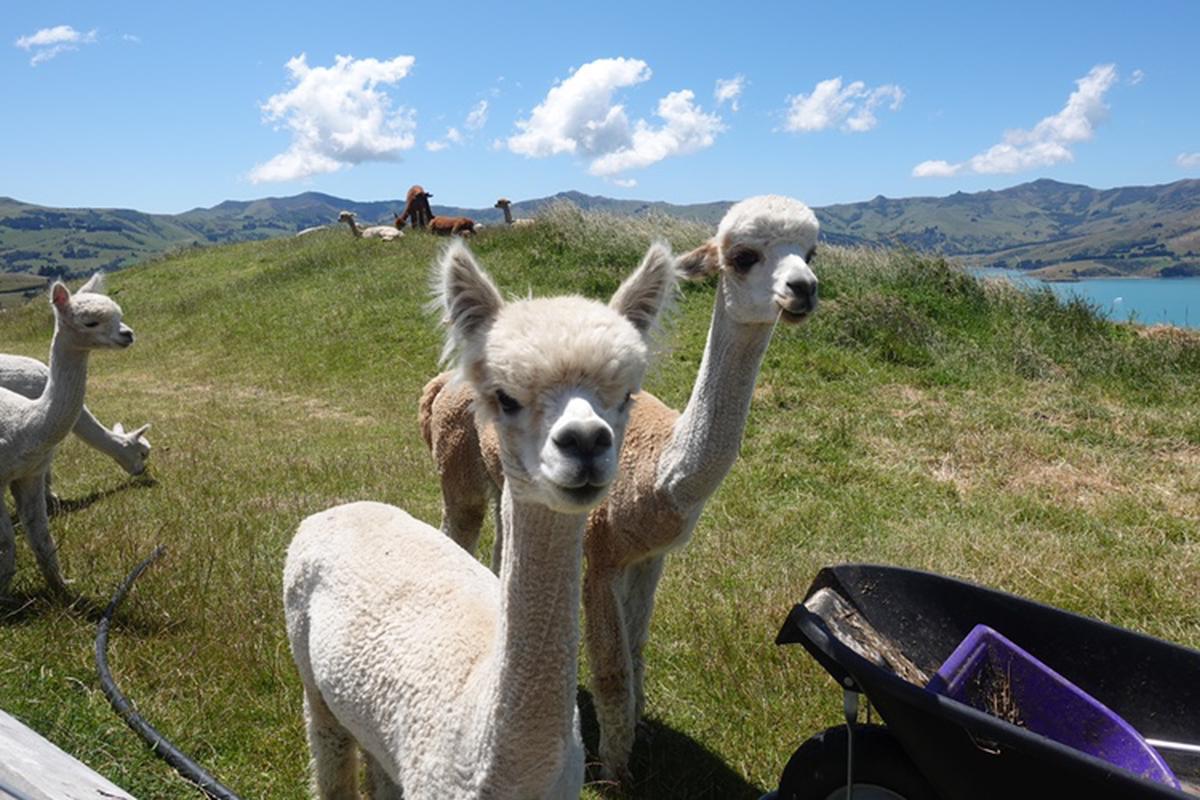 Wisata Kebun Akaroa Shamarra Alpaca Klook