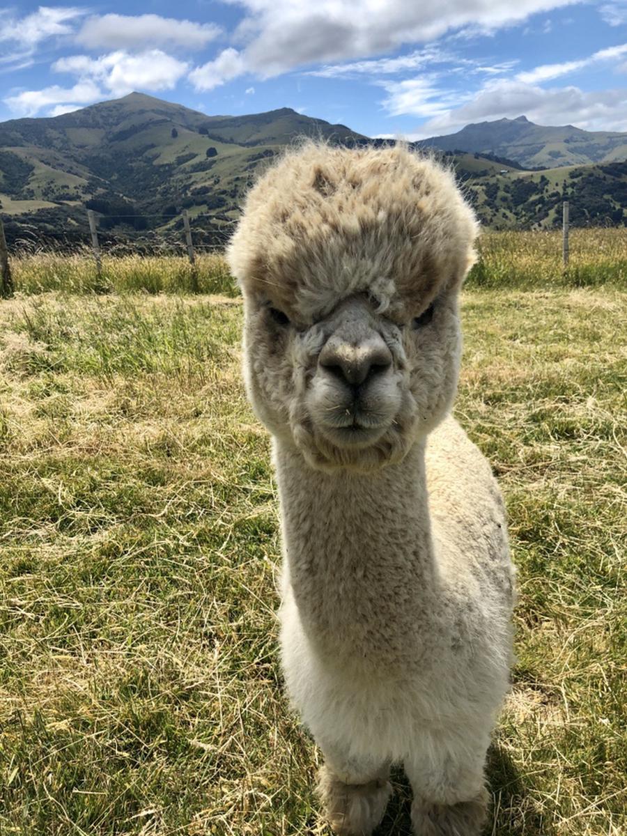 Wisata Kebun Akaroa Shamarra Alpaca Klook