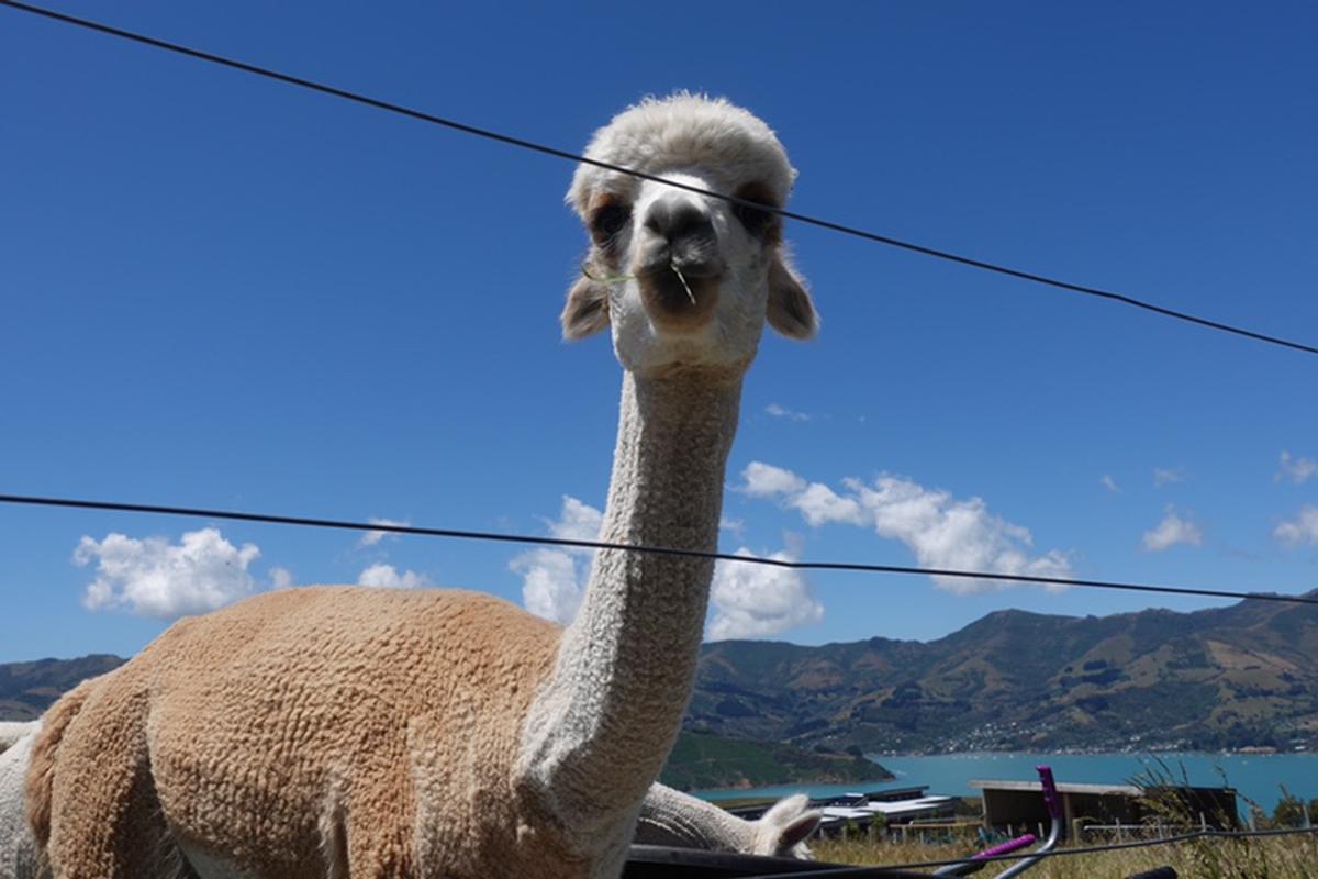 Wisata Kebun Akaroa Shamarra Alpaca Klook