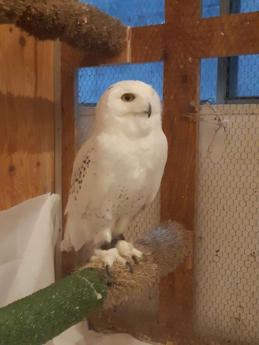 Tokyo Owl Cafe Hoot Hoot Klook