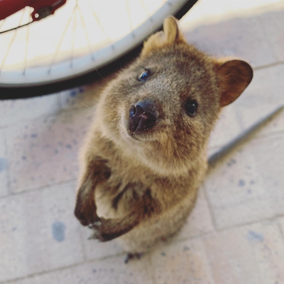 Rottnest Island Ferry Dan Bike Trip Dari Fremantle Atau Perth Klook