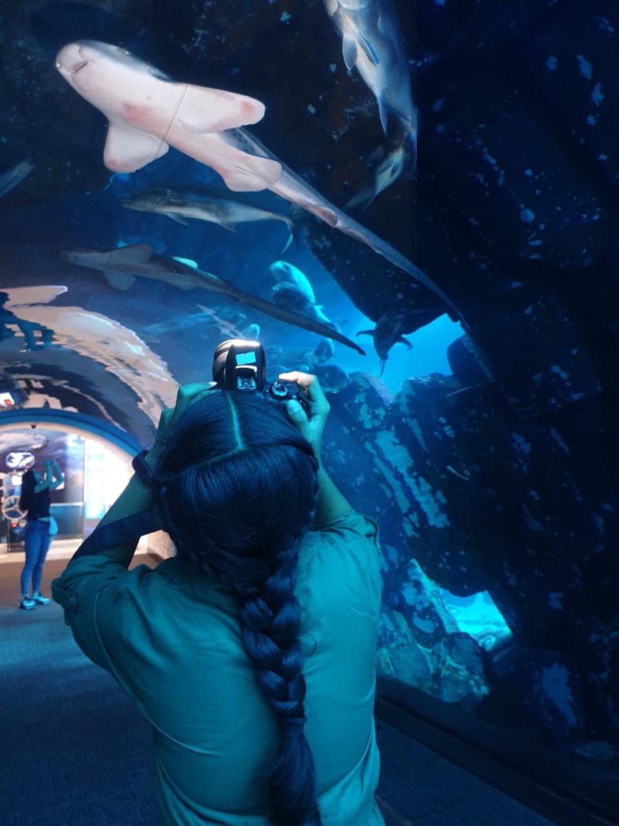 Dubai Aquarium And Underwater Zoo Basic Entry Ticket In Dubai Uae