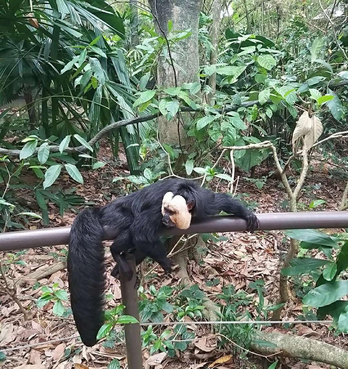 SG リバーワンダー オープンズー