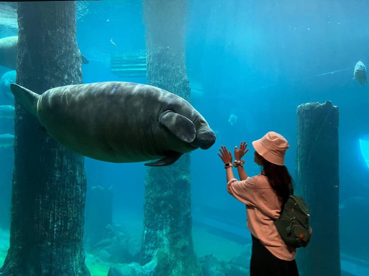 SG リバーワンダー マナティ