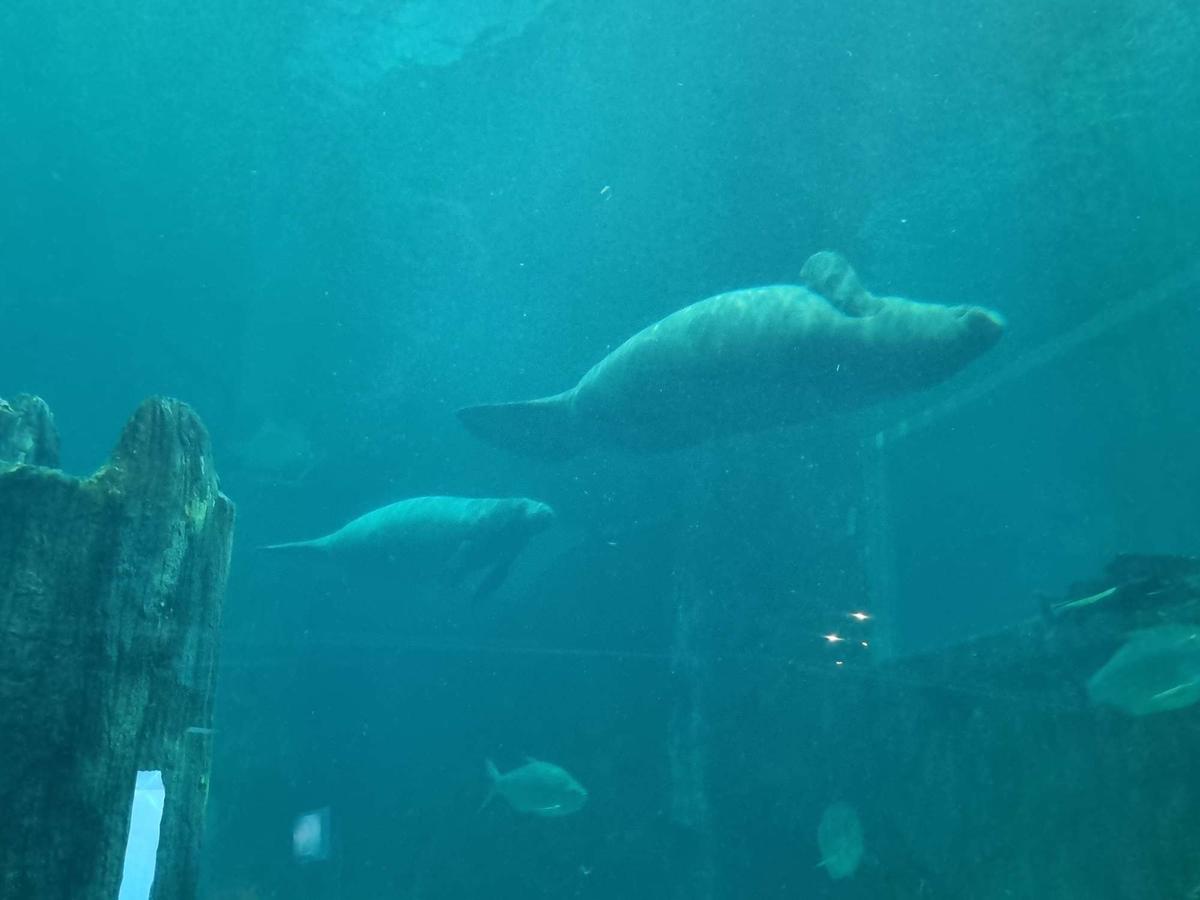 SG リバーワンダー マナティ