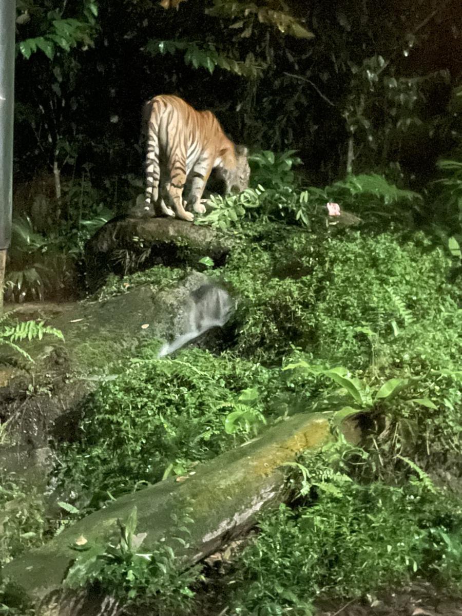 SG ナイトサファリ マレートラ