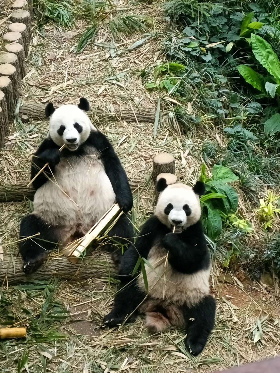 SG リバーワンダー ジャイアントパンダ