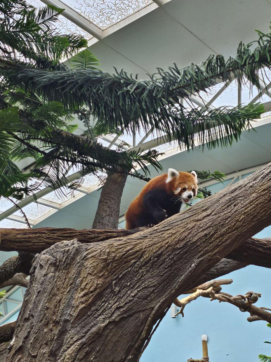 SG リバーワンダー レッサーパンダ